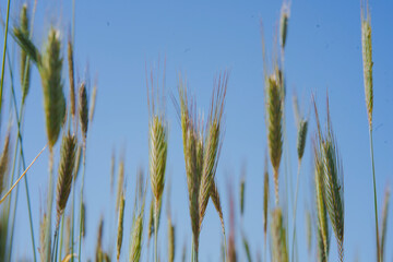 A close up of rye growing in a field in summer with blue sky