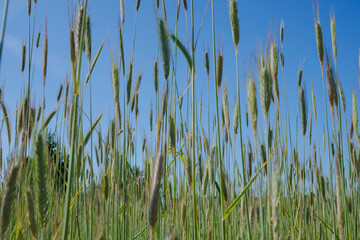 Fototapeta premium A field of rye growing in summer with blue sky