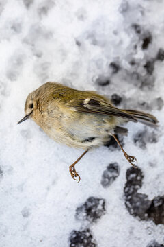 Small bird frozen dead in the snow