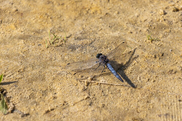 Dragonfly on the sandy shore