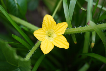 An yellow flower with beautiful texture inside along with its green hairy stem.