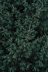 Background green spruce twigs closeup.