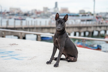 A Thai Street Dog at the Bali Hai Pier of Pattaya in Thailand Asia