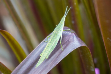 Green grasshopper is sitting idly.