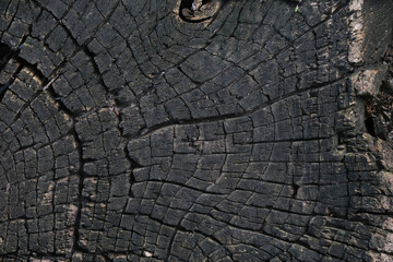 Natural background, texture on slice old tree.