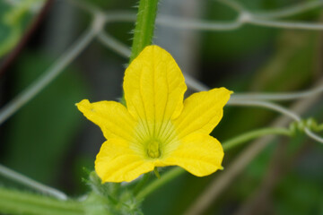 An yellow flower with beautiful texture inside along with its green hairy stem.