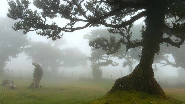 Misty magical forest in Fanal, Madeira. Anciet laurel trees. Video footage.