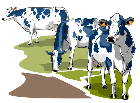 A herd of dairy cows in realistic illustration in a meadow grazing walking and looking towards the observer