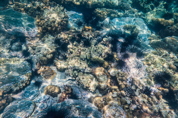 Fish and urchin living on coral reef in tropical sea