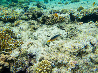 Interesting inhabitants of a coral reef in the Red Sea