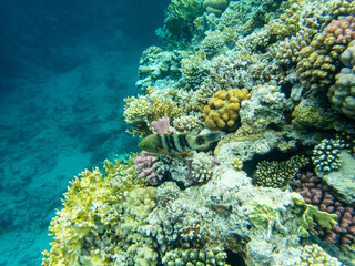 Interesting inhabitants of a coral reef in the Red Sea