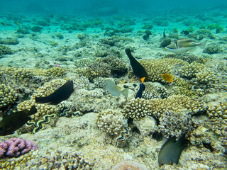 Fototapeta na wymiar Interesting inhabitants of a coral reef in the Red Sea