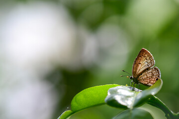 butterfly on leaf