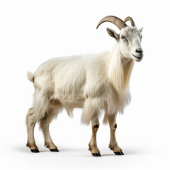 goat isolated on white background