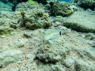 Interesting inhabitants of a coral reef in the Red Sea