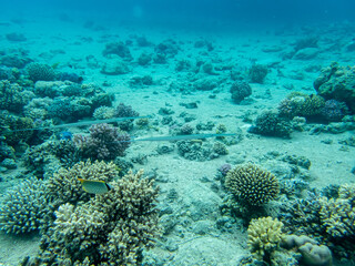 Naklejka na ściany i meble Interesting inhabitants of a coral reef in the Red Sea