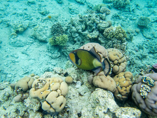 Interesting inhabitants of a coral reef in the Red Sea