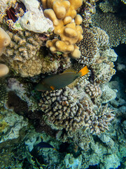 Fototapeta na wymiar Interesting inhabitants of a coral reef in the Red Sea