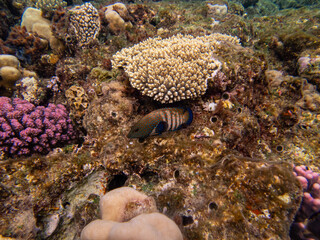 Interesting inhabitants of a coral reef in the Red Sea