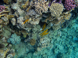 Interesting inhabitants of a coral reef in the Red Sea