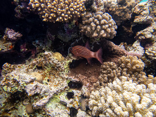 Interesting inhabitants of a coral reef in the Red Sea