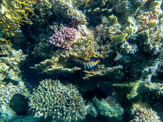 Interesting inhabitants of a coral reef in the Red Sea