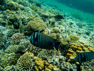 Interesting inhabitants of a coral reef in the Red Sea