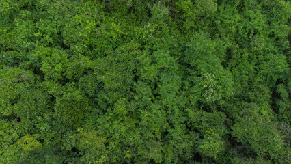 Fototapeta na wymiar Aerial photo of tropical forest in Aceh Province, Indonesia.