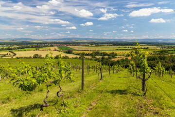 Fototapeta na wymiar Vineyards near Polesovice, Southern Moravia, Czech Republic