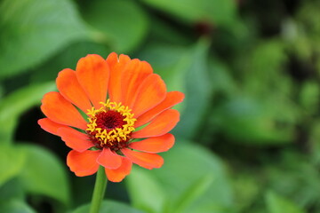 Eine Zinnie blüht orange im Garten