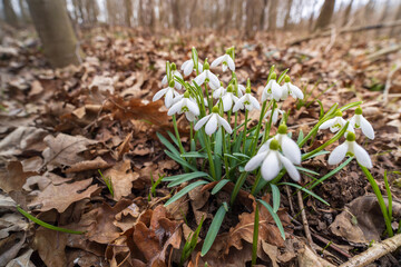 Snowdrops, Podyji, Southern Moravia, Czech Republic