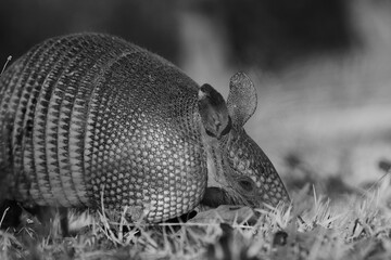Nine-banded armadillo closeup in Texas nature.
