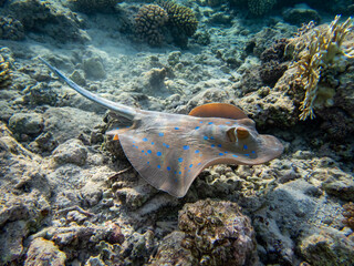 A stingray looking for food at the bottom of a coral reef in the Red Sea