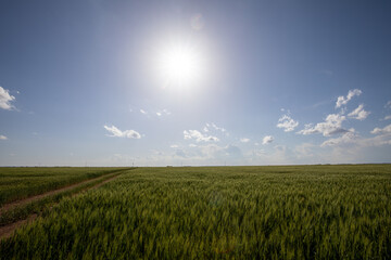Cumulus Clouds in Texas
