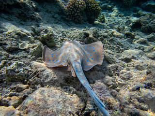 A stingray looking for food at the bottom of a coral reef in the Red Sea