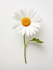 An image of the simplicity and charm of a chamomile flower on a white background.