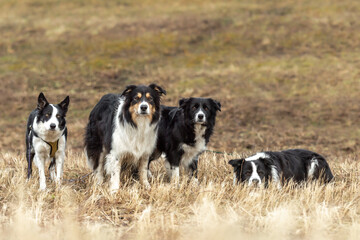 Fototapeta premium A beautiful pack of obedient dogs - Border Collies in several ages from the young dog to the senior