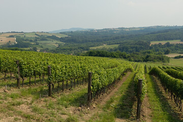 Fototapeta na wymiar Beautiful view of vineyard. Fresh green rows of vine in the countryside
