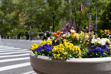 Colorful Flowers in a Planter along a Street in the Flatiron District of New York City during Spring