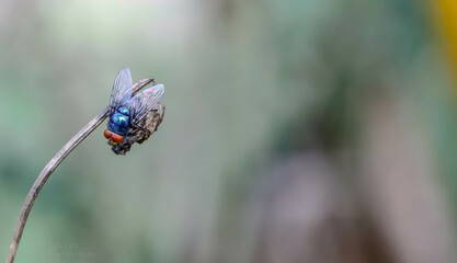 close up of a fly on a twig with a blurred background