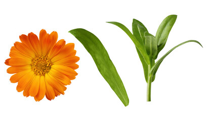 Calendula officinalis flower cut out on transparent background. Yellow marigold flower blossom and leaves for design.
