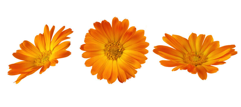 Calendula officinalis flowers cut out on transparent background. Yellow marigold flower blossom for design.