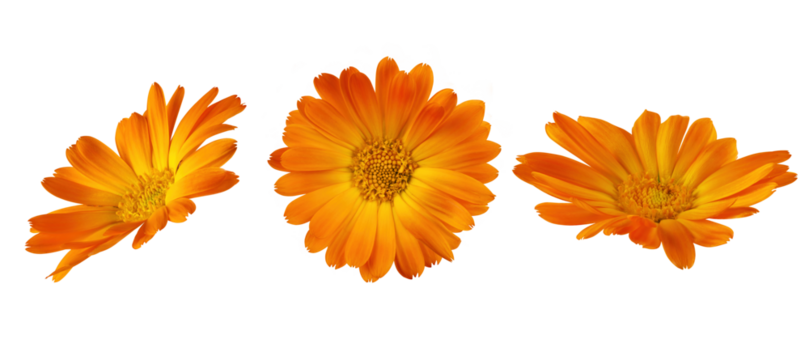 Calendula officinalis flowers cut out on transparent background. Yellow marigold flower blossom for design.