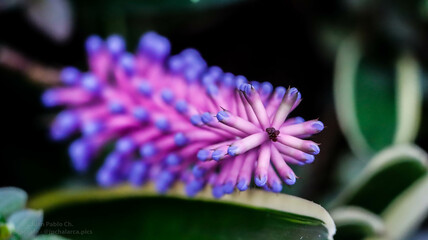 close up of a purple flower in a botanical garden in spring