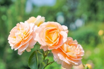 Beautiful delicate rose flowers in the garden