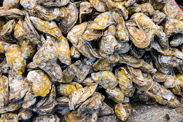 Oyster for sale in wet market