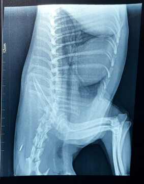 Röntgenaufnahme eines gesunden Hundes der Rasse Yorkshire Terrier. Das Radiographie Bild 