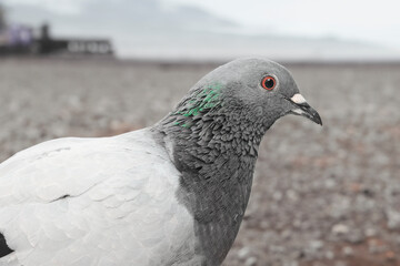 close up of a pigeon