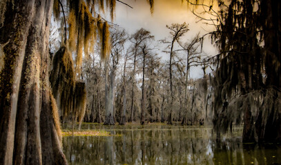 Beautiful swamp scene at Lake Martin in Louisiana. - obrazy, fototapety, plakaty