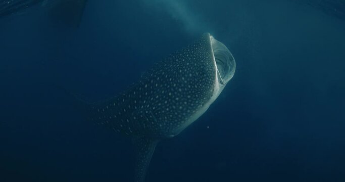 Giant Whale shark in ocean underwater. Whale shark eating plankton